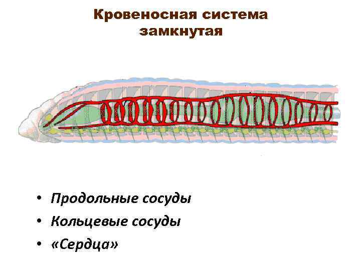 Кровеносная система замкнутая • Продольные сосуды • Кольцевые сосуды • «Сердца» 