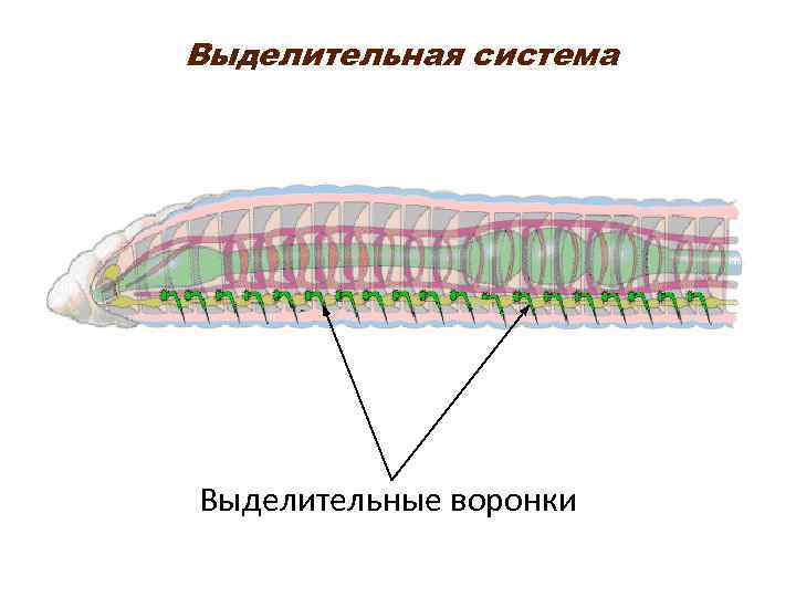 Нервная система кольчатых червей рисунок