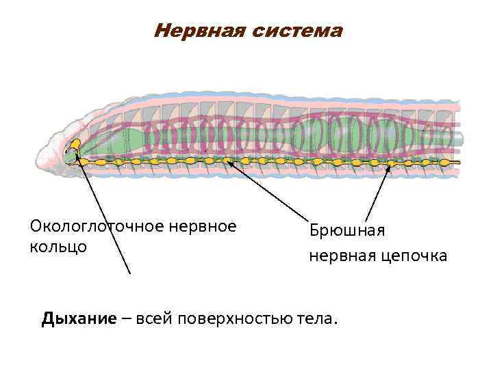 Какую функцию выполняет брюшная нервная цепочка. Нервная система брюшная нервная цепочка. Окологлоточное кольцо у плоских червей. Окологлоточное кольцо и брюшная нервная цепочка. Окологлоточное кольцо.