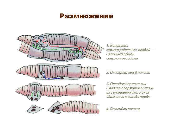 Размножение 