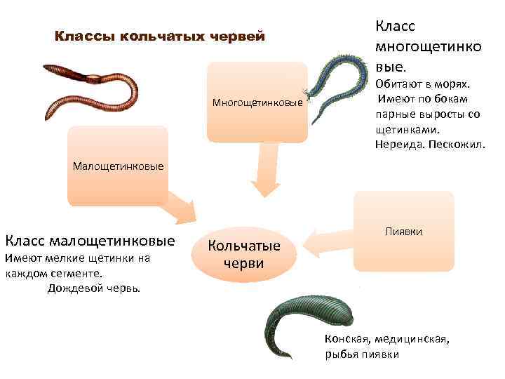 Интеллект карта кольчатые черви. Схема многообразия кольчатых червей. Тип кольчатые черви классификация.