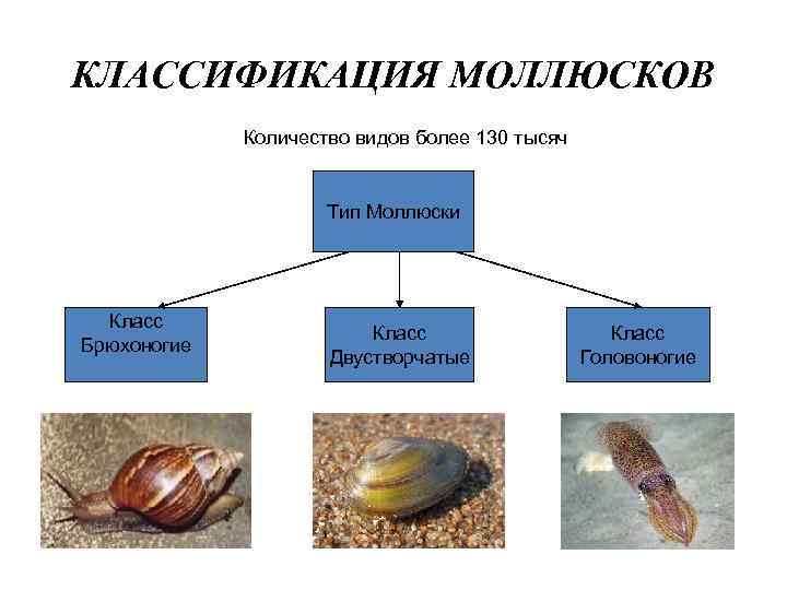 Моллюски классификация.
