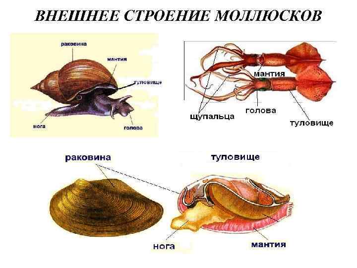 ВНЕШНЕЕ СТРОЕНИЕ МОЛЛЮСКОВ 