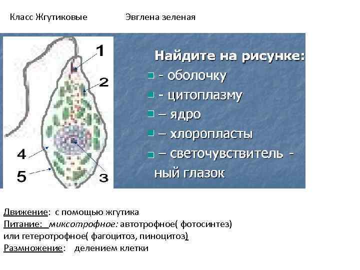 Питание эвглены зеленой. Класс жгутиковые эвглена зеленая. Гетеротрофное питание эвглены зеленой. Питание жгутиковые эвглена зеленая. Эвглена зеленая фагоцитоз.