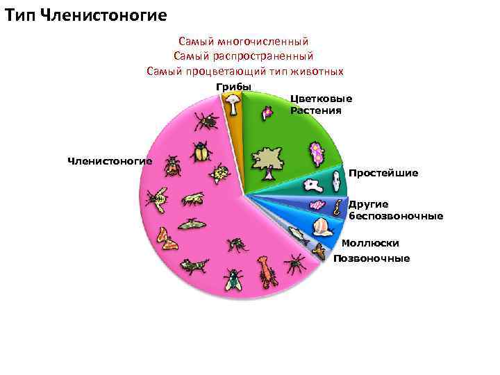 Тип Членистоногие Самый многочисленный Самый распространенный Самый процветающий тип животных Грибы Членистоногие Цветковые Растения