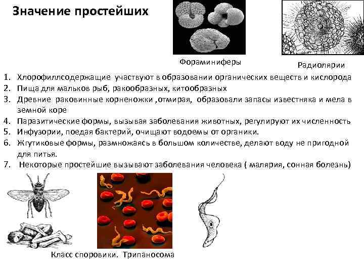 4 значение простейших