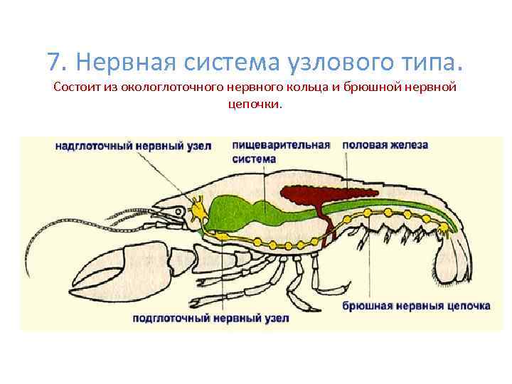 7. Нервная система узлового типа. Состоит из окологлоточного нервного кольца и брюшной нервной цепочки.