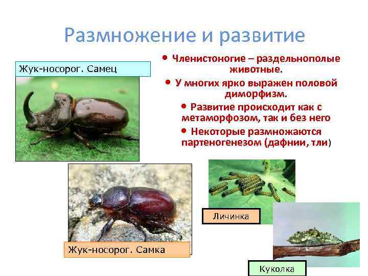 Размножение и развитие Жук-носорог. Самец Членистоногие – раздельнополые животные. У многих ярко выражен половой