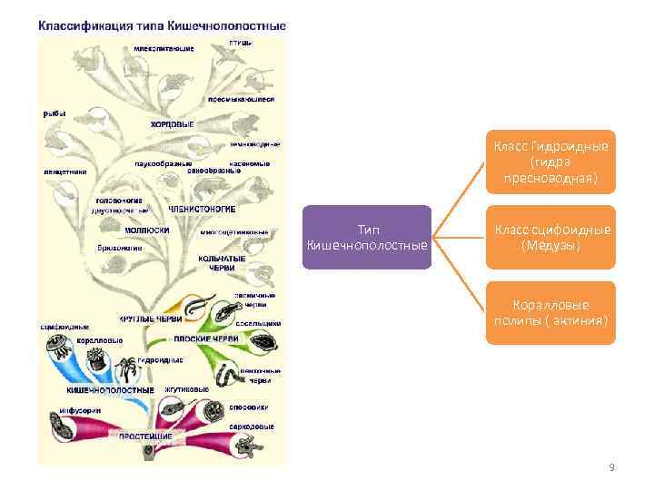 Класс Гидроидные (гидра пресноводная) Тип Кишечнополостные Класс сцифоидные (Медузы) Коралловые полипы ( актиния) 9
