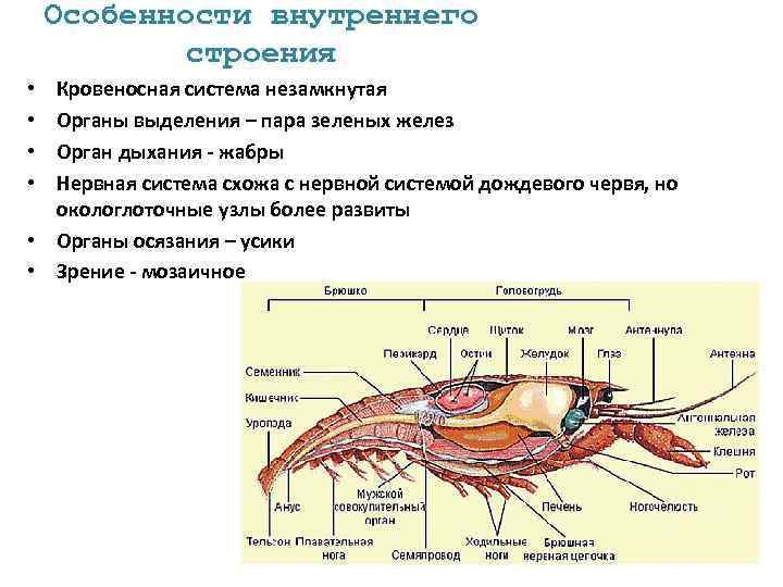 Особенности внутреннего строения Кровеносная система незамкнутая Органы выделения – пара зеленых желез Орган дыхания