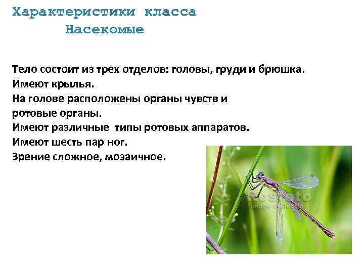 Характеристики класса Насекомые Тело состоит из трех отделов: головы, груди и брюшка. Имеют крылья.