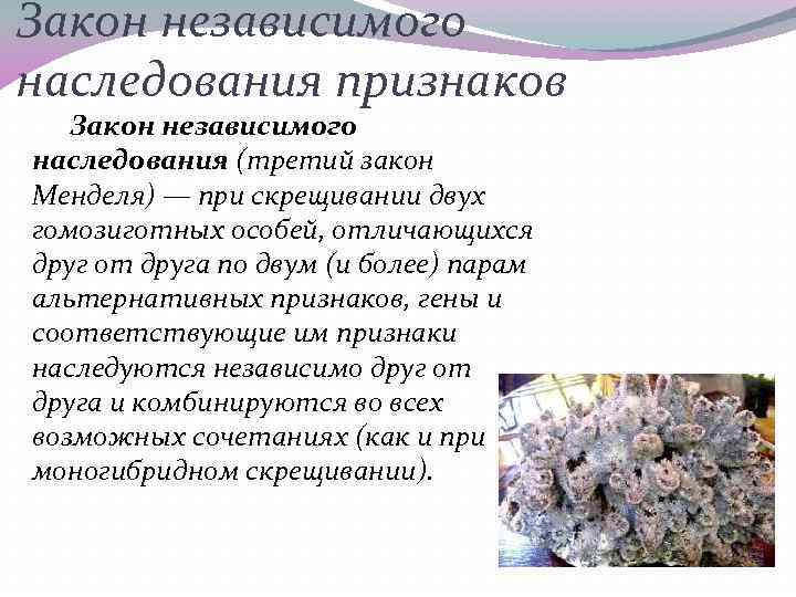 Закон независимого наследования признаков Закон независимого наследования (третий закон Менделя) — при скрещивании двух