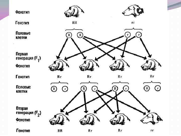 Селекция генотипов это. Схема чистопородного скрещивания свиней. Линейное разведение собак схема. Схема вводного скрещивания собак.