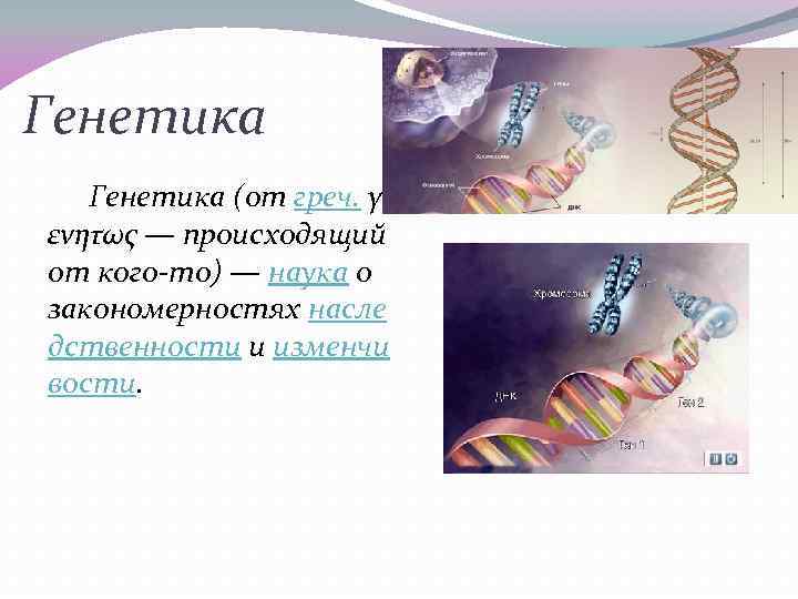 Генетика (от греч. γ ενητως — происходящий от кого-то) — наука о закономерностях насле