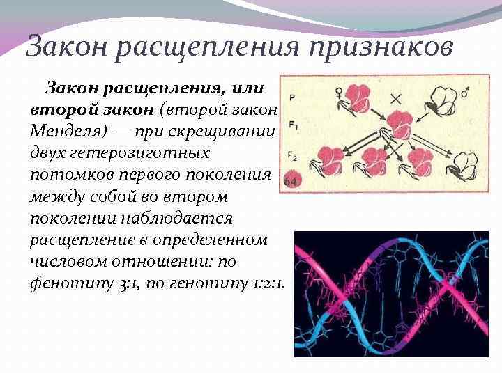 Закон расщепления признаков Закон расщепления, или второй закон (второй закон Менделя) — при скрещивании