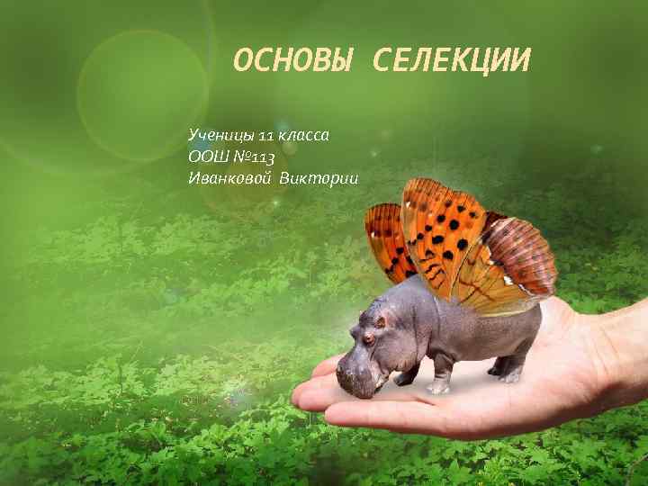 ОСНОВЫ СЕЛЕКЦИИ Ученицы 11 класса ООШ № 113 Иванковой Виктории 
