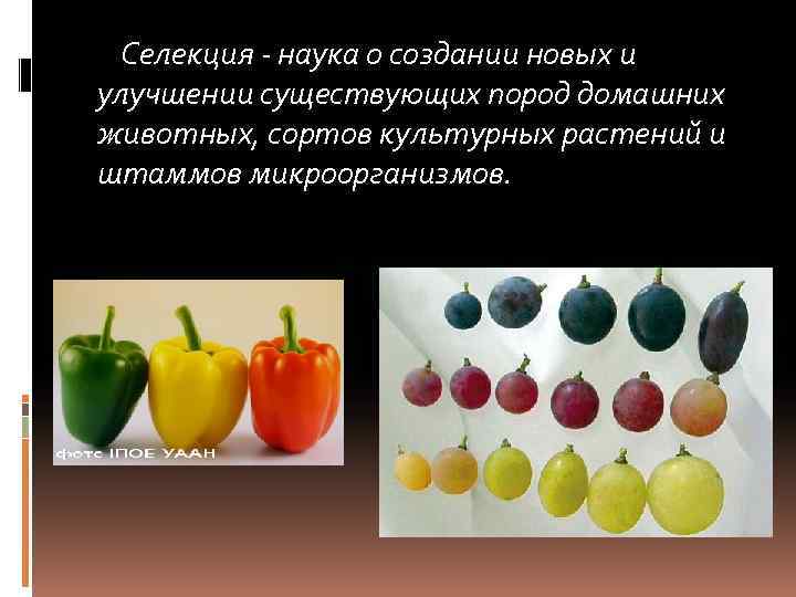 Селекция - наука о создании новых и улучшении существующих пород домашних животных, сортов культурных
