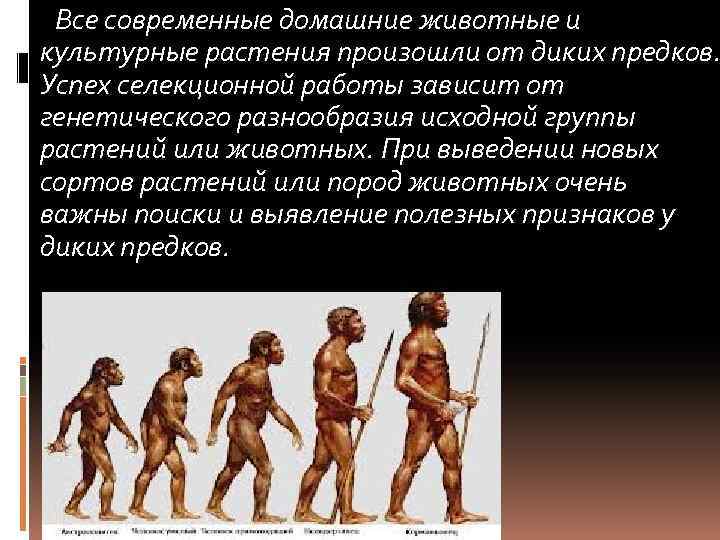 Все современные домашние животные и культурные растения произошли от диких предков. Успех селекционной работы