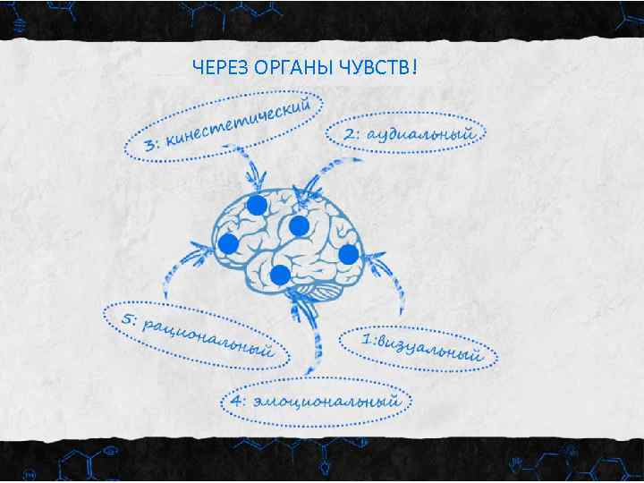 ЧЕРЕЗ ОРГАНЫ ЧУВСТВ! 