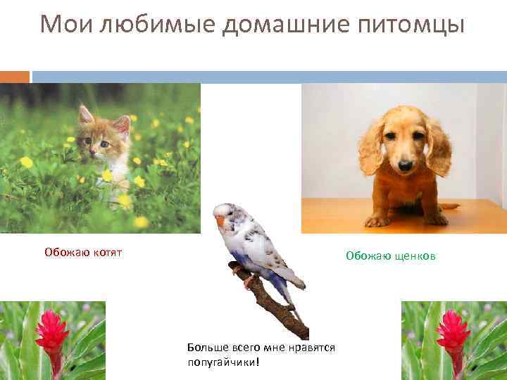 Мои любимые домашние питомцы Обожаю котят Обожаю щенков Больше всего мне нравятся попугайчики! 