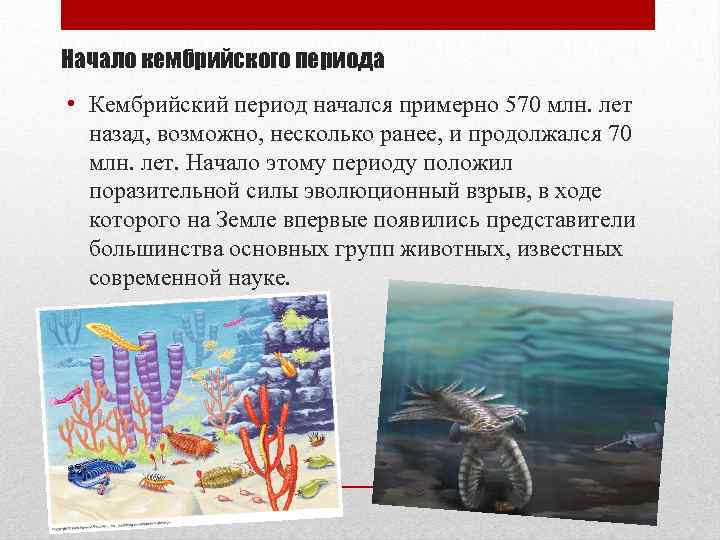 Начало кембрийского периода • Кембрийский период начался примерно 570 млн. лет назад, возможно, несколько