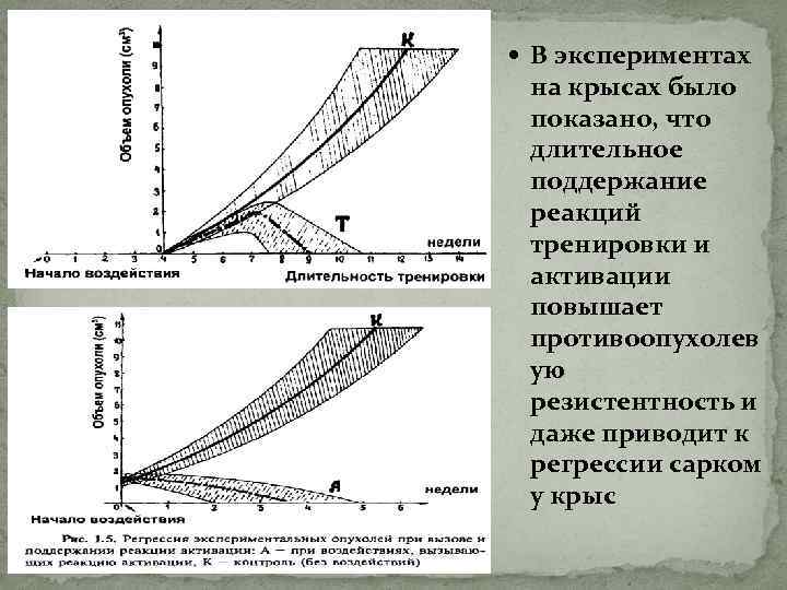  В экспериментах на крысах было показано, что длительное поддержание реакций тренировки и активации