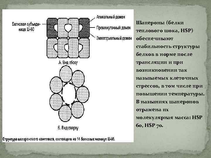 Шапероны (белки теплового шока, HSP) обеспечивают стабильность структуры белков в норме после трансляции и