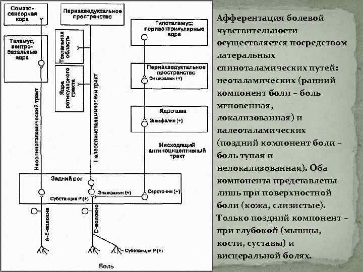Афферентация болевой чувствительности осуществляется посредством латеральных спиноталамических путей: неоталамических (ранний компонент боли – боль