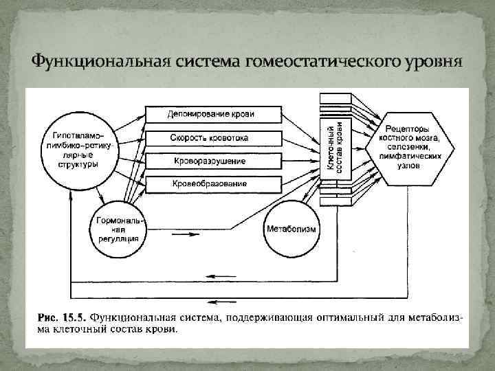 Функциональная система гомеостатического уровня 