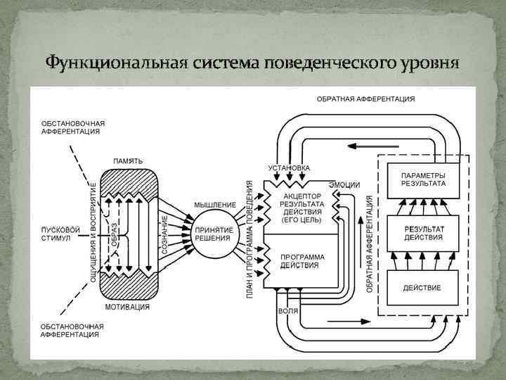 Функциональная система поведенческого уровня 