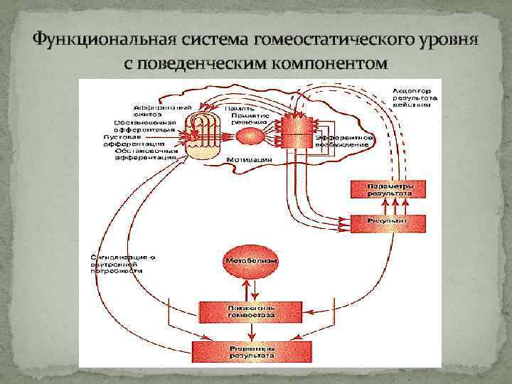 Принципиальная схема функциональной системы гомеостатического уровня регуляции функций