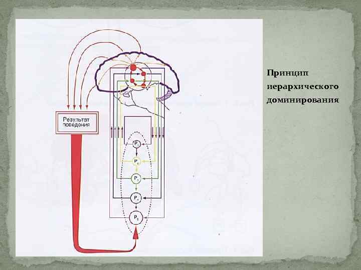 Принцип иерархического доминирования 