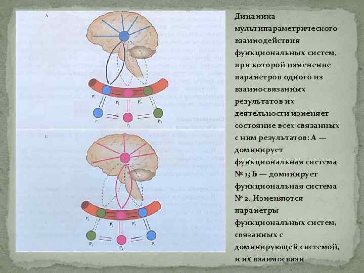 Динамика мультипараметрического взаимодействия функциональных систем, при которой изменение параметров одного из взаимосвязанных результатов их