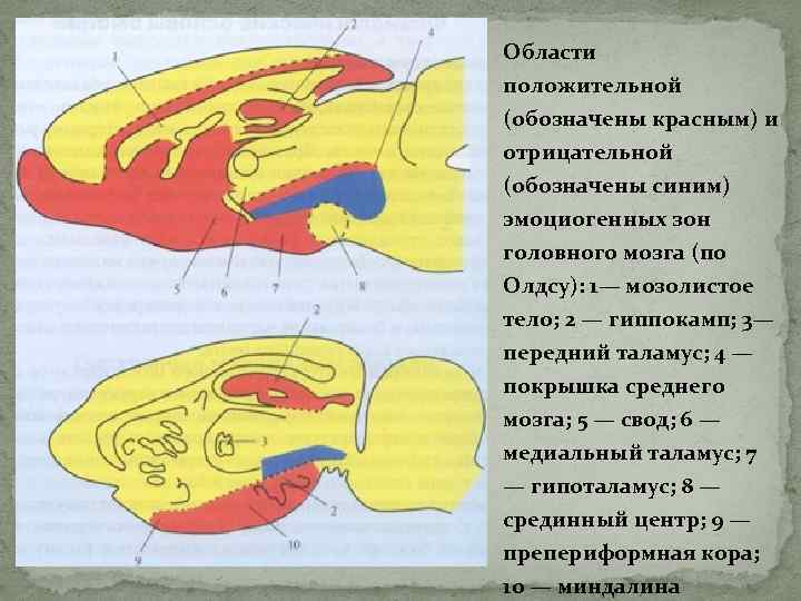 Области положительной (обозначены красным) и отрицательной (обозначены синим) эмоциогенных зон головного мозга (по Олдсу):