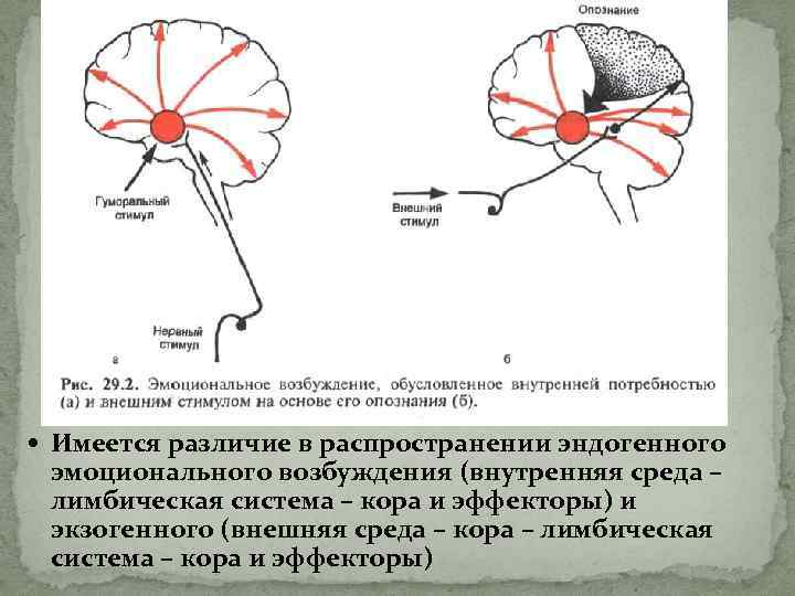  Имеется различие в распространении эндогенного эмоционального возбуждения (внутренняя среда – лимбическая система –