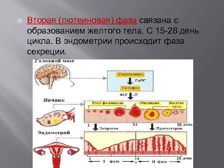  Вторая (лютеиновая) фаза связана с образованием желтого тела. С 15 -28 день цикла.