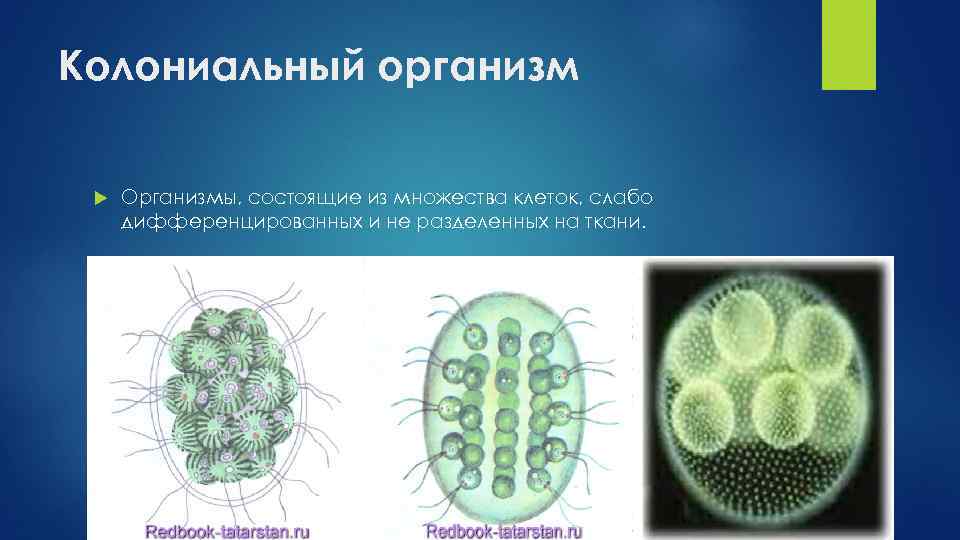 Колониальные организмы презентация 10 класс