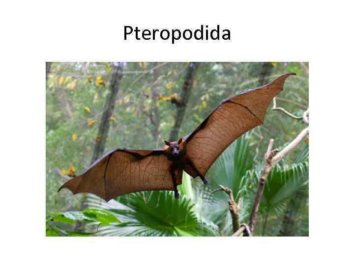 Pteropodida 