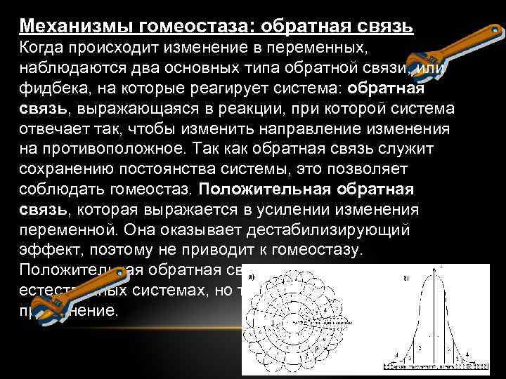 Механизмы гомеостаза: обратная связь Когда происходит изменение в переменных, наблюдаются два основных типа обратной