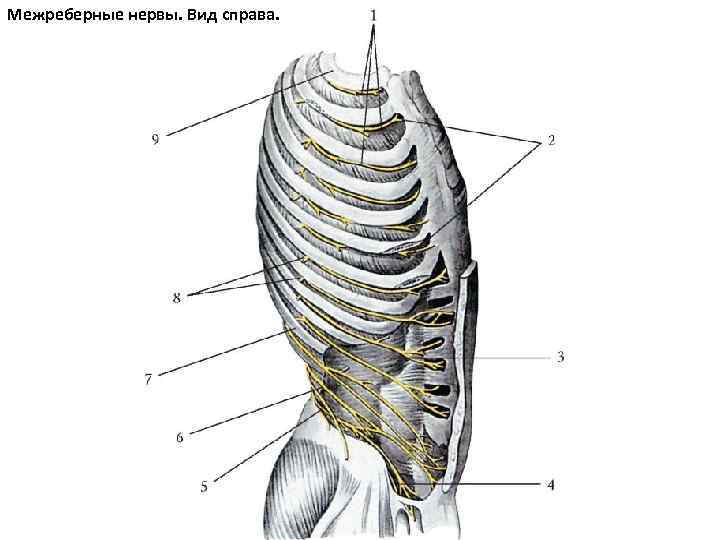 Межреберные нервы. Вид справа. 