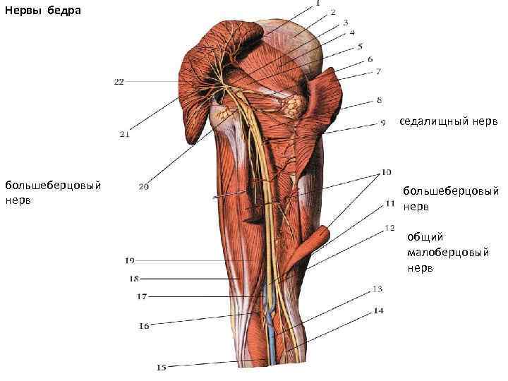 Нервы седалищный бедренный