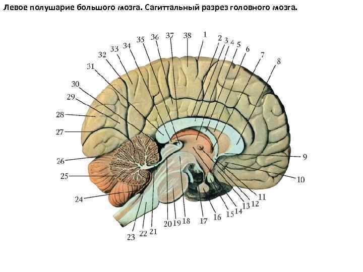 Поперечный разрез головного мозга рисунок с подписями