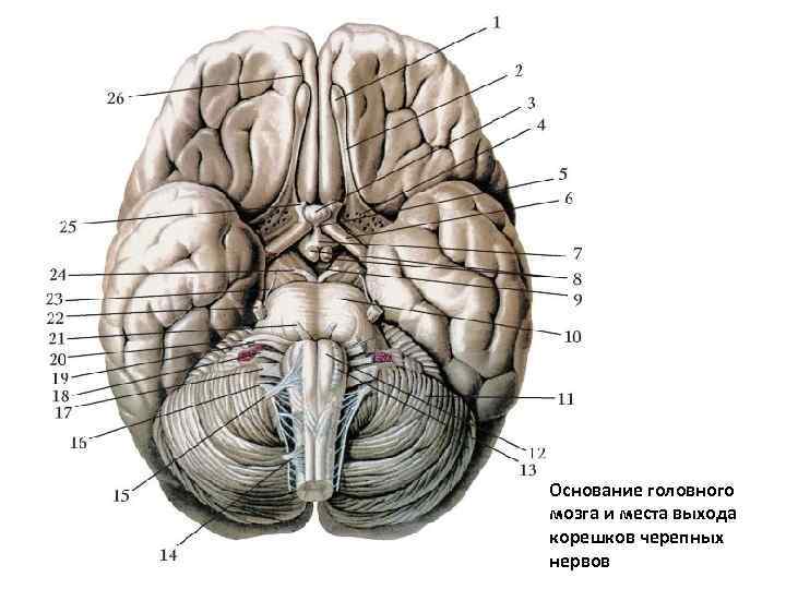 Основание головного мозга и места выхода корешков черепных нервов 