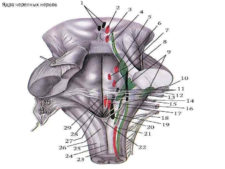 Ядра черепных нервов 