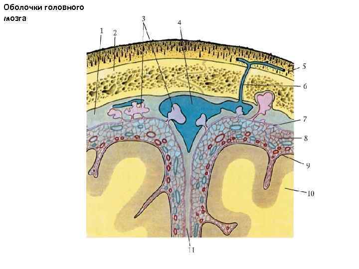 Оболочки головного мозга 