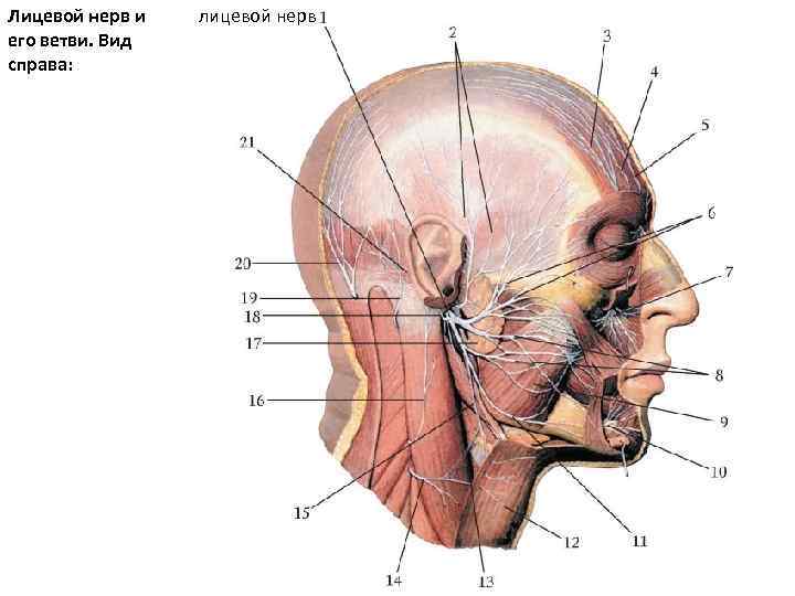 2 лицевой нерв. Околоушное сплетение лицевого нерва. Ветви лицевого нерва. Лицевой нерв анатомия. Строение лицевого нерва.