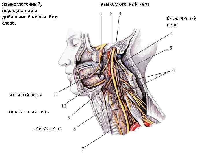 Лицевой языкоглоточный нерв. Подъязычный нерв анатомия схема. Ветви подъязычного нерва анатомия. Языкоглоточный нерв и подъязычный нерв. Глоточные ветви блуждающего и языкоглоточного нервов.