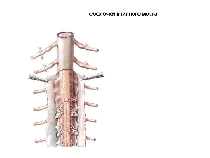 Оболочки спинного мозга 