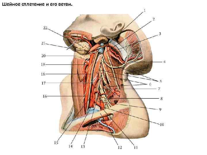 Шейное сплетение и его ветви. 