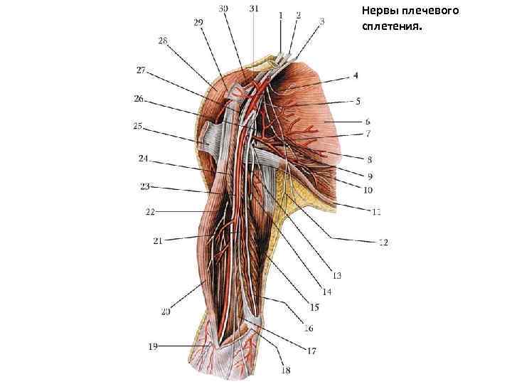 Нервы плечевого сплетения. 